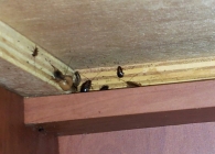 바퀴벌레 서식…