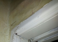 유령개미 유입…